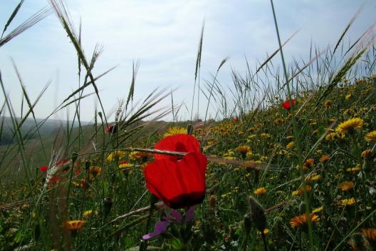 Bloemen in maart in de Besorvallei in de Negev. 