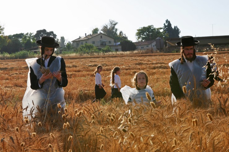 Tarweoogst voor de Matzah Shemurah. De Matzah Shemurah is gemaakt van graan waarop ten zeerste wordt toegezien dat het niet in contact komt met vocht. De matzah wordt gegeten tijdens Pesach - het feest van de ongezuurde broden. Foto gemaakt in de chassidische mosjav Komemiyut in 2007.Foto: Menahem Kahana.