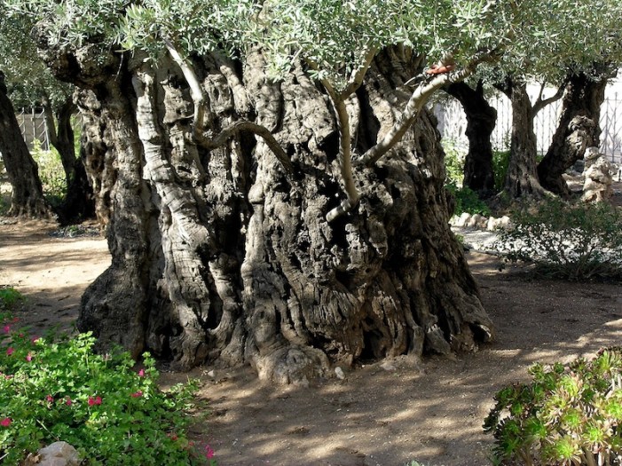 Een van de eeuwenoude olijfbomen in de Hof van Gethsémané. Foto: © Alfred Muller 