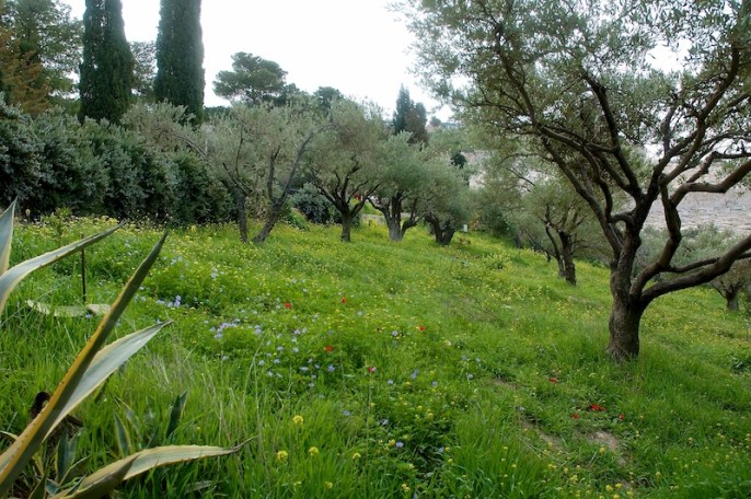 In de hof bij Dominus Flevit.