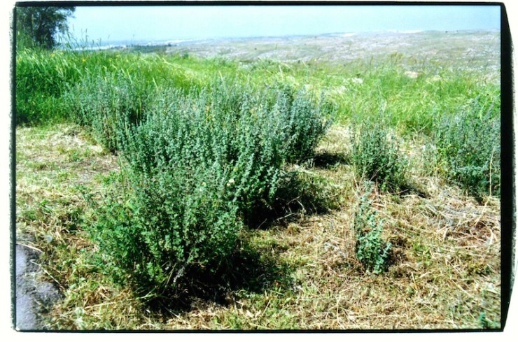 Hysopstruiken. Alle foto's: © Alfred Muller. 