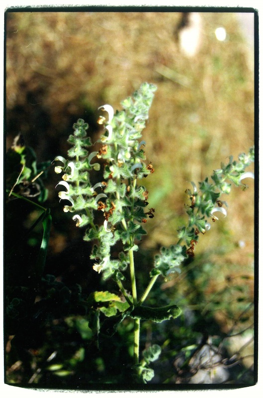 De welriekende Moriah. 