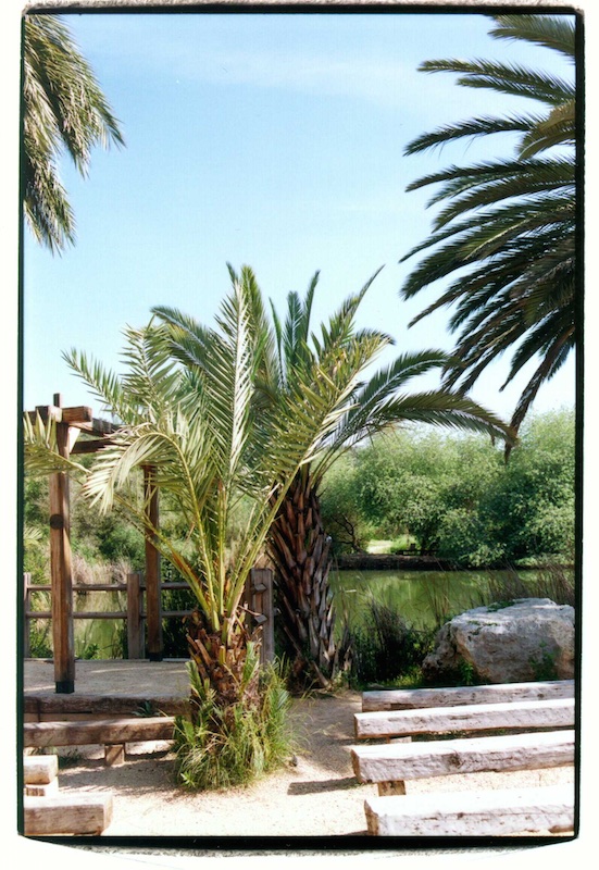 Dadelpalm, symbool van overwinning. 