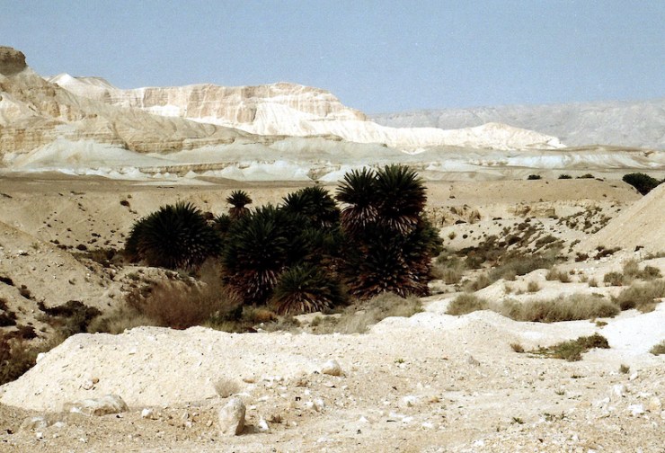 980330a Ein Ziq oase in Negev