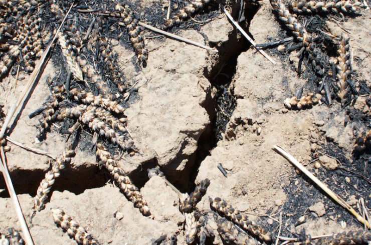 Verbrand tarweveld bij kibboets Nahal Oz.
