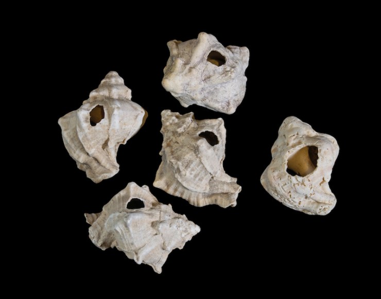 3 - TR2017-023-015_IAA-2018-273_Caine_080318 (5)