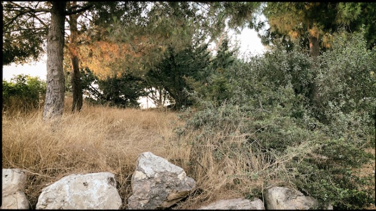 ALMU20190729_6201 (1)